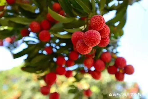 荔枝种植管理技术，荔枝高产管理