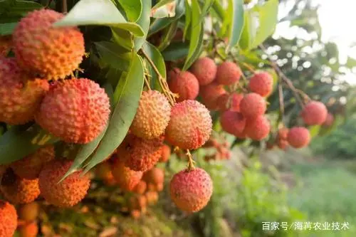 白术的种植技术和管理_种植白术管理技术有哪些_种植白术管理技术要点