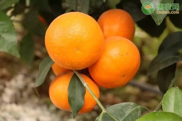 橘子种植技术和技巧_橘子种植技术_橘子种植技术视频教程