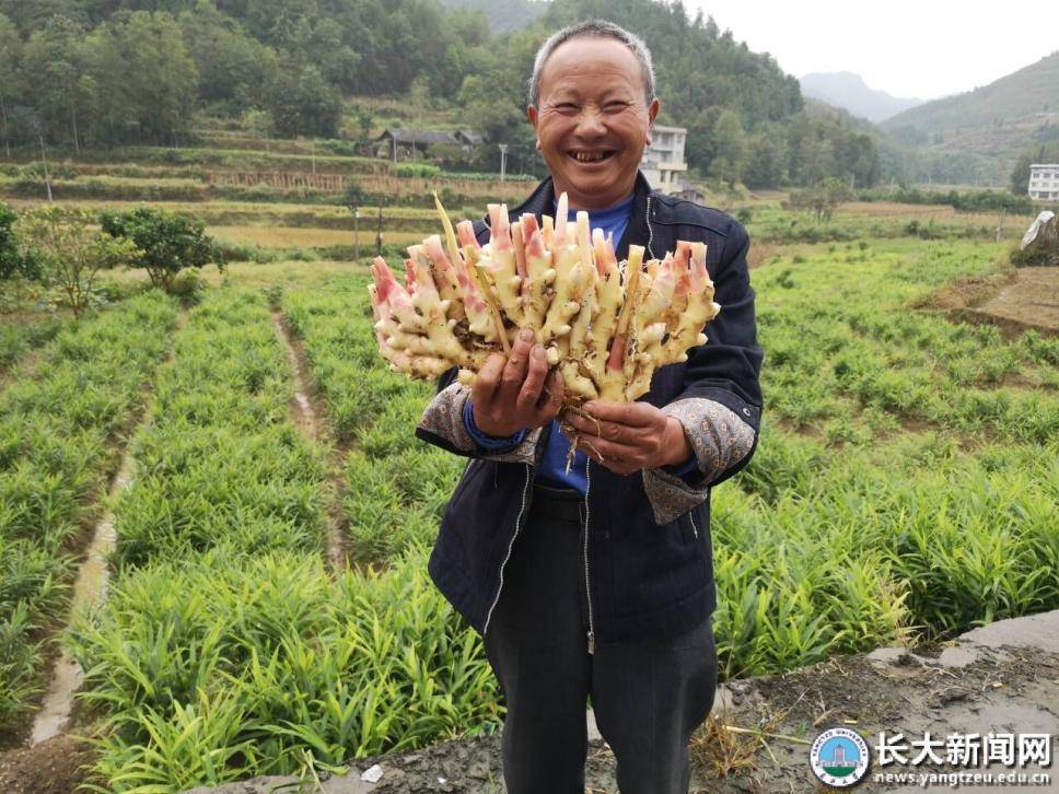 特色丝瓜种植歺厅致富经_种植丝瓜技术要点_丝瓜种植园