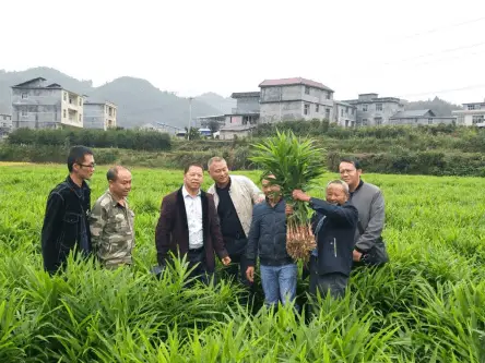 特色丝瓜种植歺厅致富经_种植丝瓜技术要点_丝瓜种植园