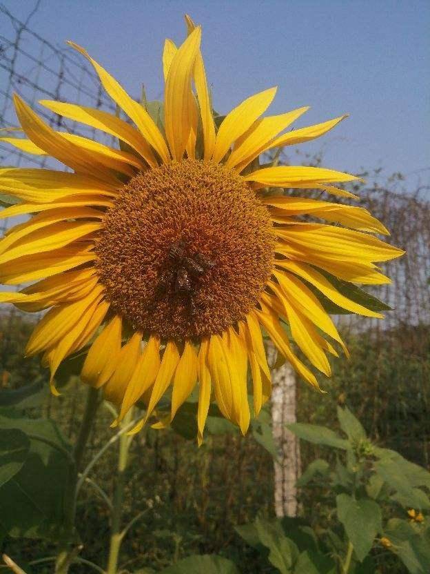 致富瓜子种植方法视频_种植瓜子致富方法_致富经瓜子