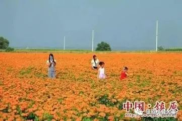 万寿菊种植项目_陕西万寿菊种植致富经验_万寿菊种植技术