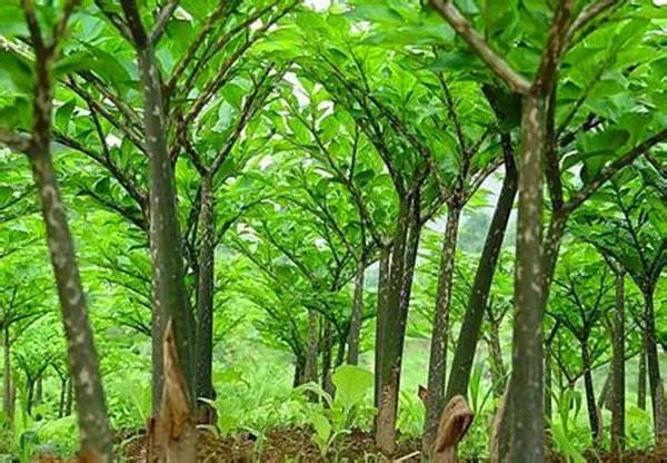 养殖视频致富经_湖南山区养殖什么赚钱_湖南美女养殖致富