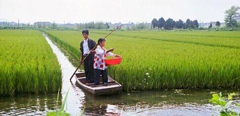 致富经小龙虾养殖技术_致富经小龙虾_致富经栏目养龙虾视频