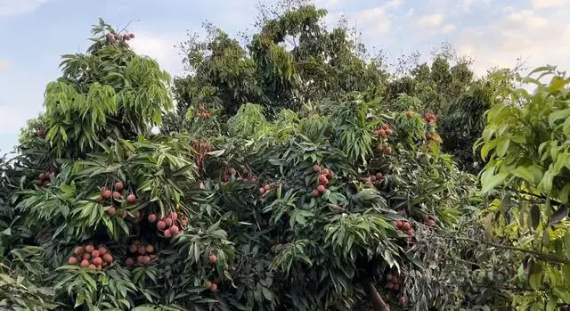 致富经水果加工_小型水果加工厂_致富水果加工厂在哪里