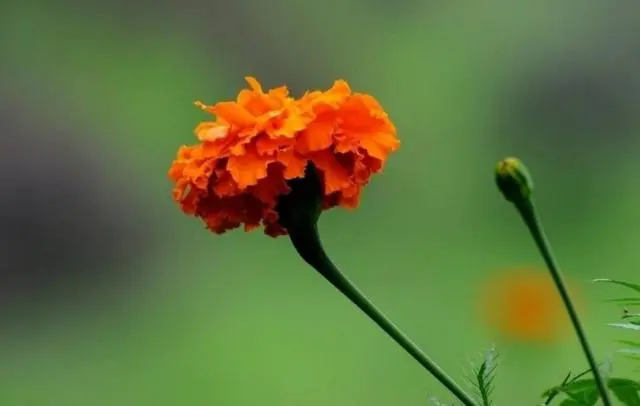 万寿菊高产栽培技术_陕西万寿菊种植致富经验_万寿菊怎样种植才赚钱