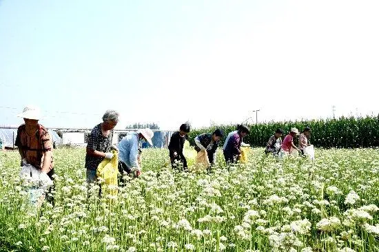 致富韭菜种植方法_致富韭菜种植技术视频_致富经种植韭菜