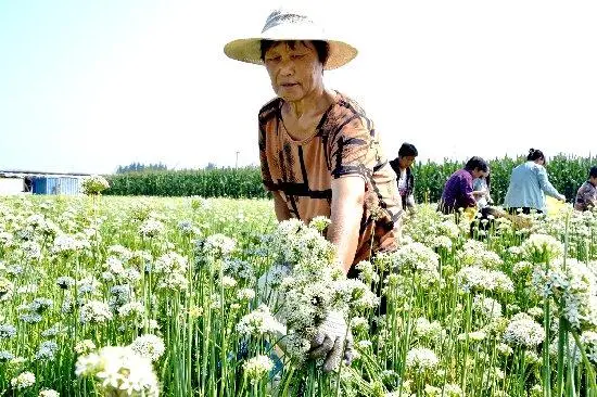 致富韭菜种植技术视频_致富经种植韭菜_致富韭菜种植方法