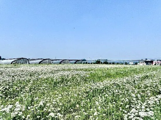 致富韭菜种植技术视频_致富经种植韭菜_致富韭菜种植方法