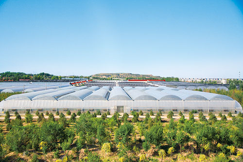 花卉致富北方种植方法_北方花卉种植前景_北方种植花卉致富