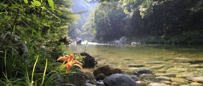 湖北有一个县城，通过种植一种中药材，全村都走向了致富之路