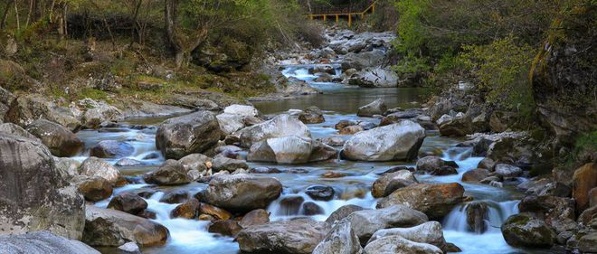 种植桔梗视频_湖北种植桔梗致富_种植桔梗效益如何