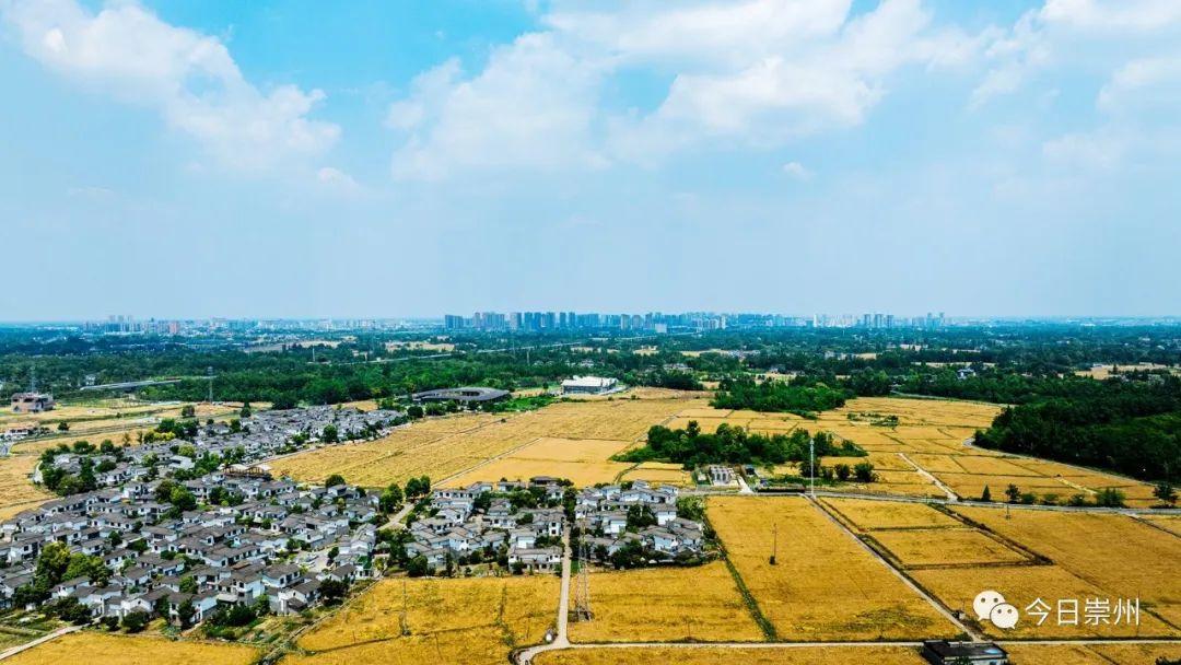 成都种地_成都种地种菜_成都农村致富种植