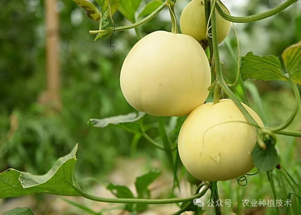 小香瓜种植技术与管理（附：详细的栽培技术标准）