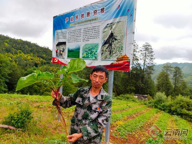 种植木香的效益_致富种植木香图片大全_木香种植致富