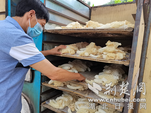 致富秸秆菇种植技术视频_秸秆蘑菇种植方法和步骤_秸秆种植致富菇