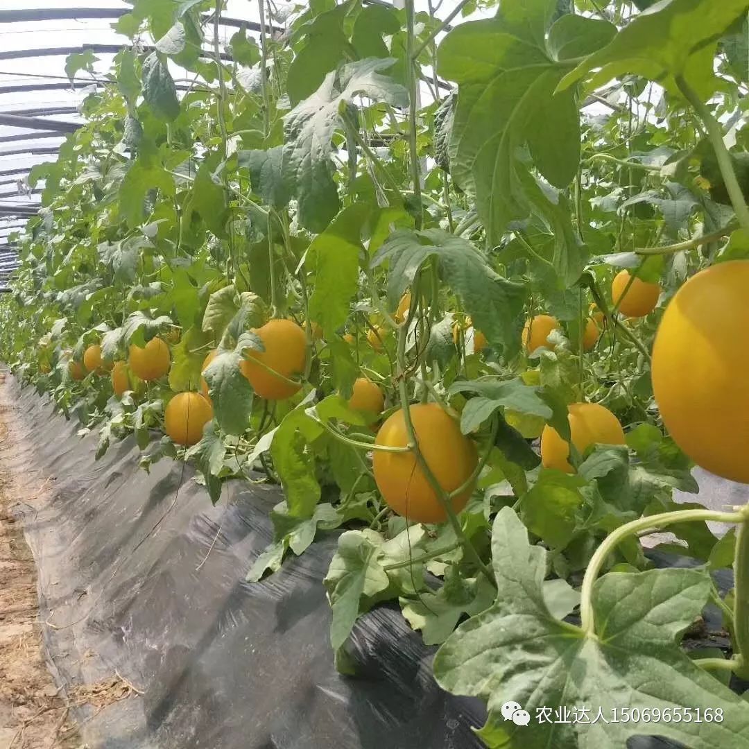 甜瓜无土栽培种植技术