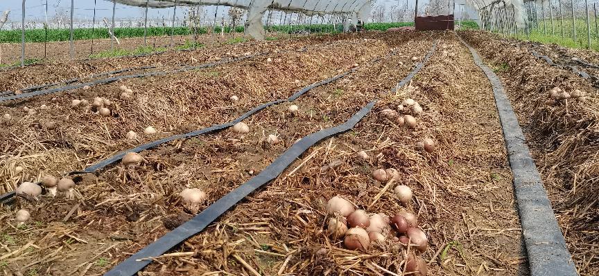 食用菌种植基地。涡阳县西阳镇供图