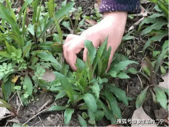 野菜种植技术及栽培方法培训班_野菜种植技术上哪学_野菜的种植技术