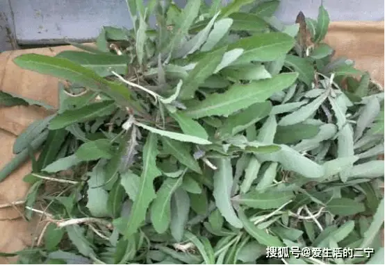 野菜的种植技术_野菜种植技术上哪学_野菜种植技术及栽培方法培训班