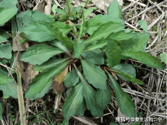 野菜种植技术上哪学_野菜的种植技术_野菜种植技术及栽培方法培训班