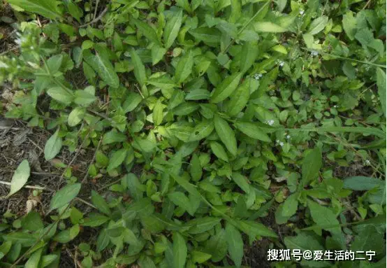 野菜种植技术及栽培方法培训班_野菜的种植技术_野菜种植技术上哪学