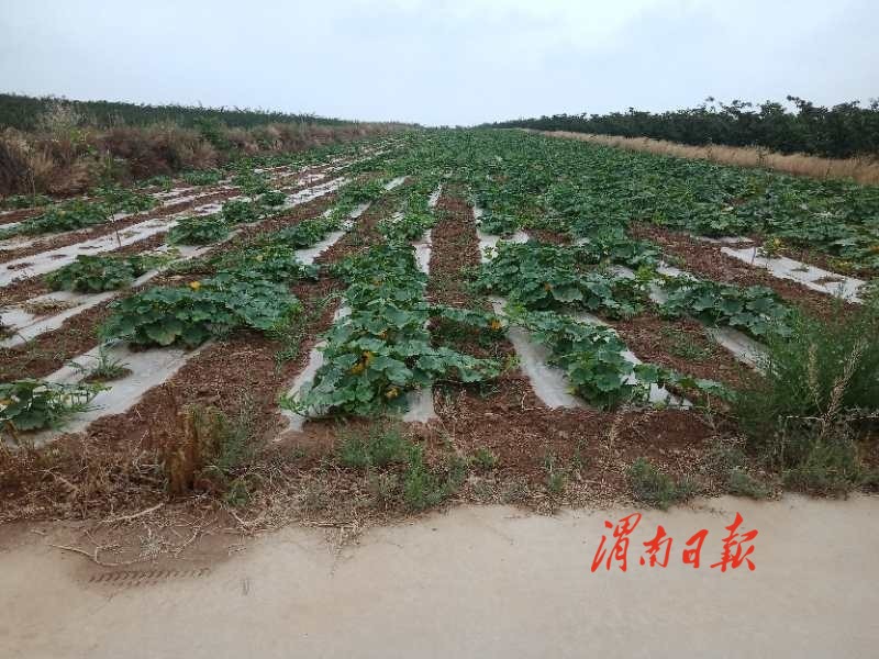 种植南瓜致富项目_致富南瓜种植项目怎么样_致富南瓜种植项目有哪些