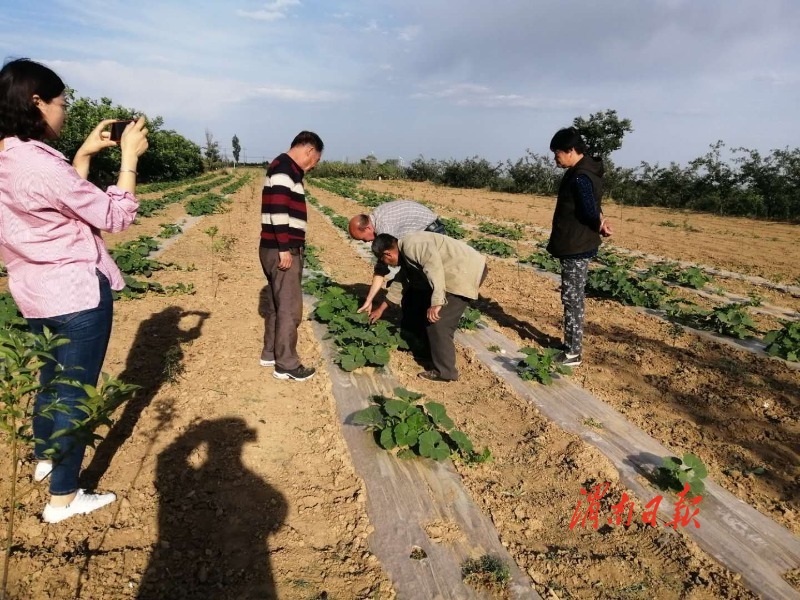 致富南瓜种植项目怎么样_种植南瓜致富项目_致富南瓜种植项目有哪些