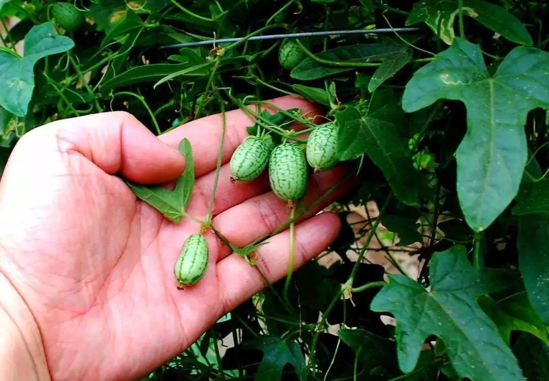 西瓜种植四川露地技术要求_四川露地西瓜种植技术_西瓜种植四川露地技术与管理