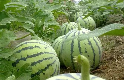 四川露地西瓜种植技术_西瓜种植四川露地技术与管理_西瓜种植四川露地技术要求