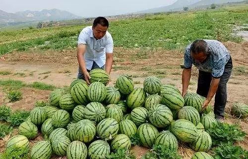 西瓜种植四川露地技术要求_四川露地西瓜种植技术_西瓜种植四川露地技术与管理