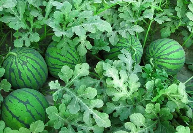 西瓜种植四川露地技术与管理_四川露地西瓜种植技术_西瓜种植四川露地技术要求