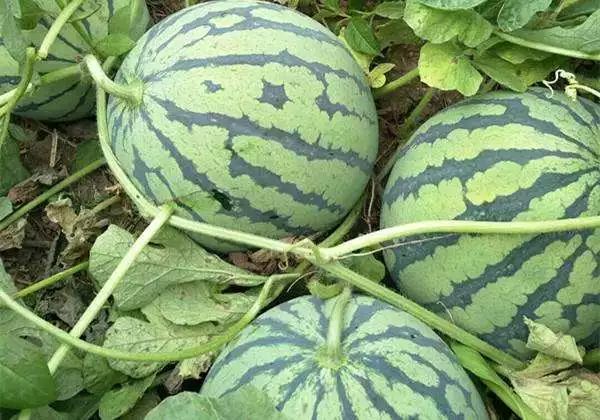 四川露地西瓜种植技术_西瓜种植四川露地技术要求_西瓜种植四川露地技术与管理