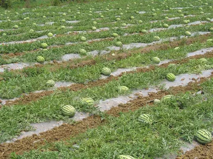 西瓜种植四川露地技术与管理_西瓜种植四川露地技术要求_四川露地西瓜种植技术