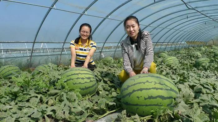 四川露地西瓜种植技术_西瓜种植四川露地技术与管理_西瓜种植四川露地技术要求