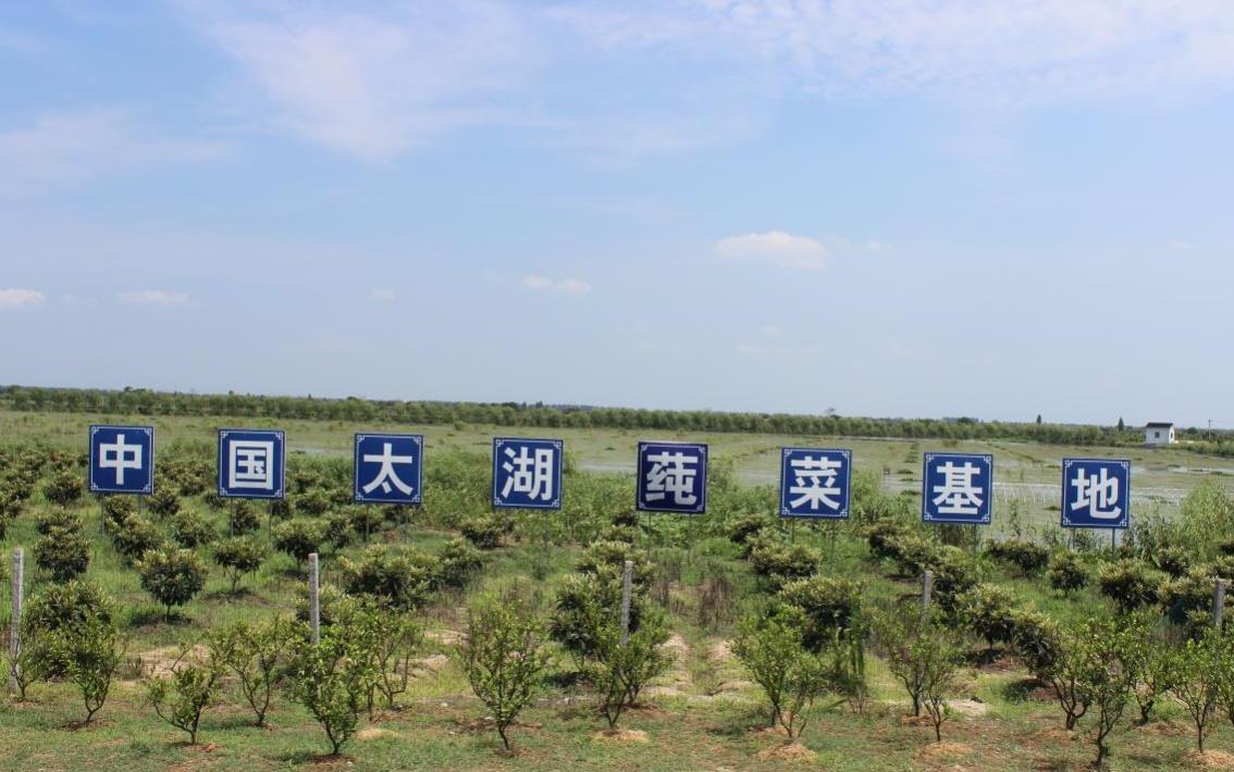 走近江苏百佳家庭农场｜回归家乡，种好一株太湖莼菜