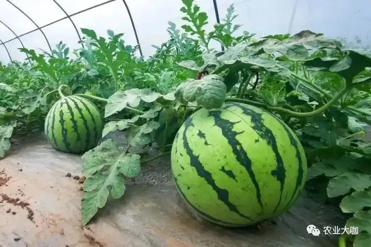 西瓜高产种植技术——种植