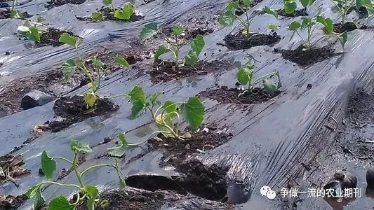 香瓜甜瓜的种植技术视频_视频种植甜瓜香瓜技术要求_甜香瓜的栽培与技术视频