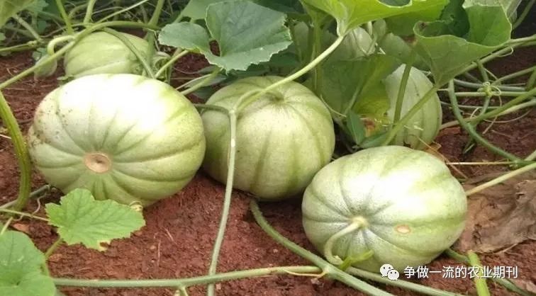 视频种植甜瓜香瓜技术要求_香瓜甜瓜的种植技术视频_甜香瓜的栽培与技术视频