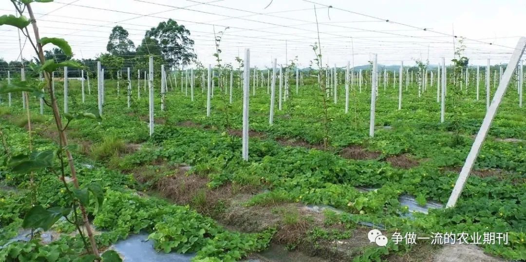 视频种植甜瓜香瓜技术要求_香瓜甜瓜的种植技术视频_甜香瓜的栽培与技术视频