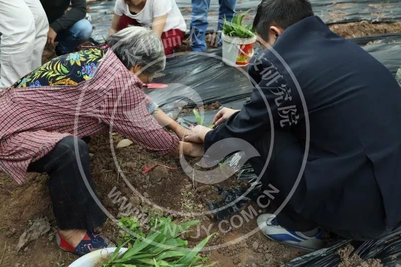 白芨种植技术大全「视频」-白芨种植种植除草施肥