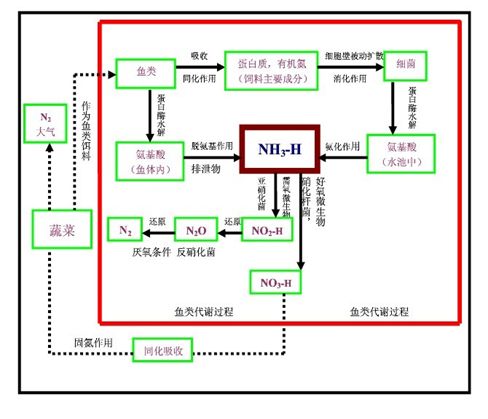 农村养殖草鱼需要哪些技术_农村草鱼养殖技术_养殖草鱼农村技术视频