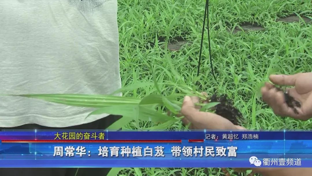 大花园的奋斗者  白芨培育种植大户周常华：村民多参与 大家共致富