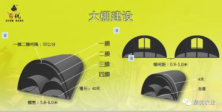 秀都二号大棚抢早上市栽培技术