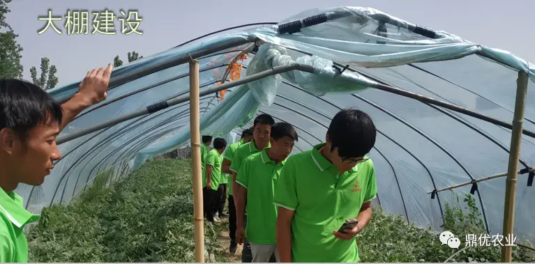 四川露地西瓜种植技术_西瓜种植四川露地技术要求_西瓜种植四川露地技术与管理