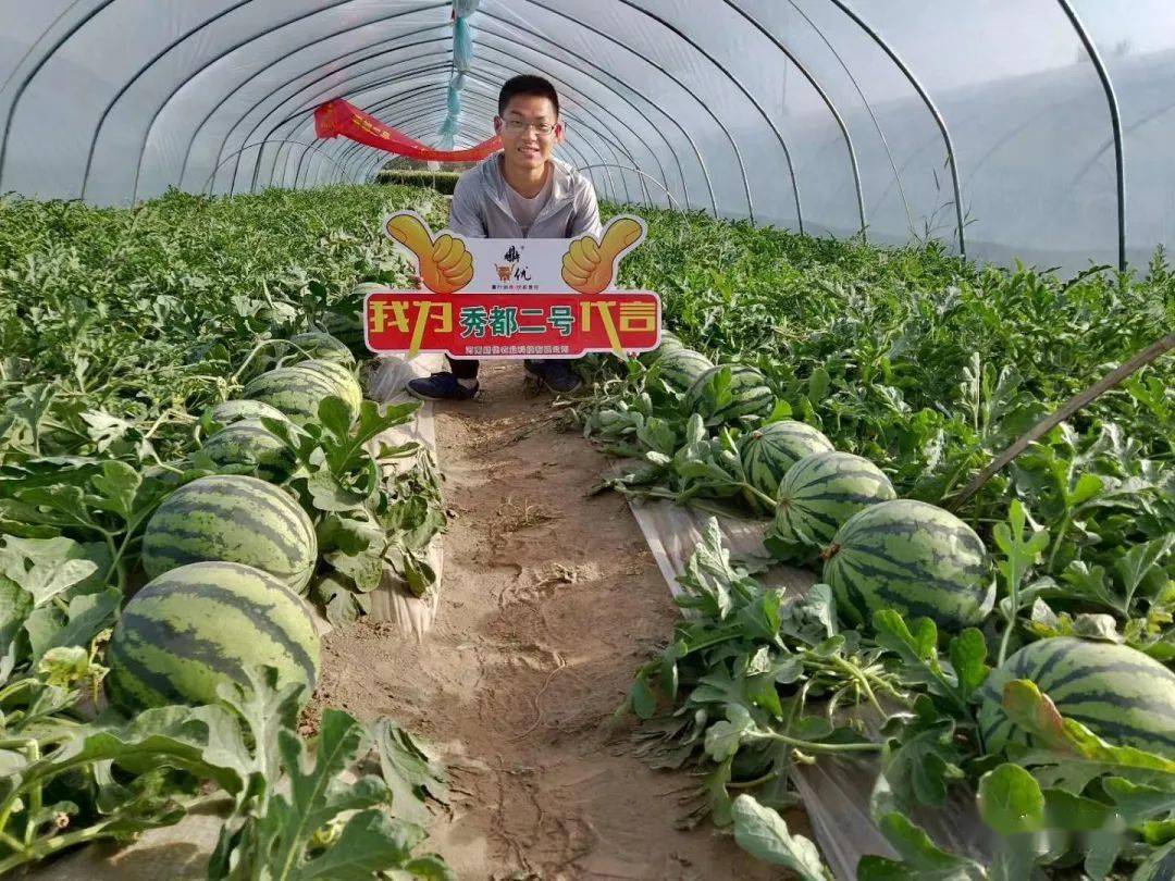 西瓜种植四川露地技术与管理_四川露地西瓜种植技术_西瓜种植四川露地技术要求