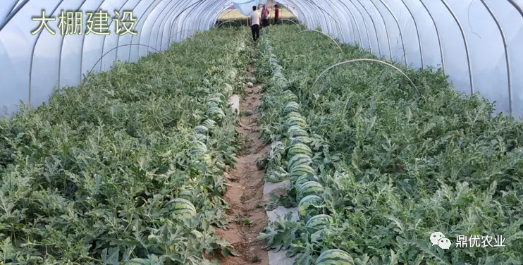 四川露地西瓜种植技术_西瓜种植四川露地技术与管理_西瓜种植四川露地技术要求