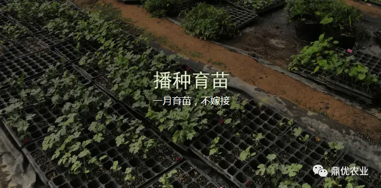 四川露地西瓜种植技术_西瓜种植四川露地技术要求_西瓜种植四川露地技术与管理