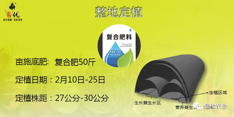 西瓜种植四川露地技术要求_西瓜种植四川露地技术与管理_四川露地西瓜种植技术